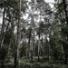 PLAY May - Sony 16mm f/2.8: Pines by vignouse