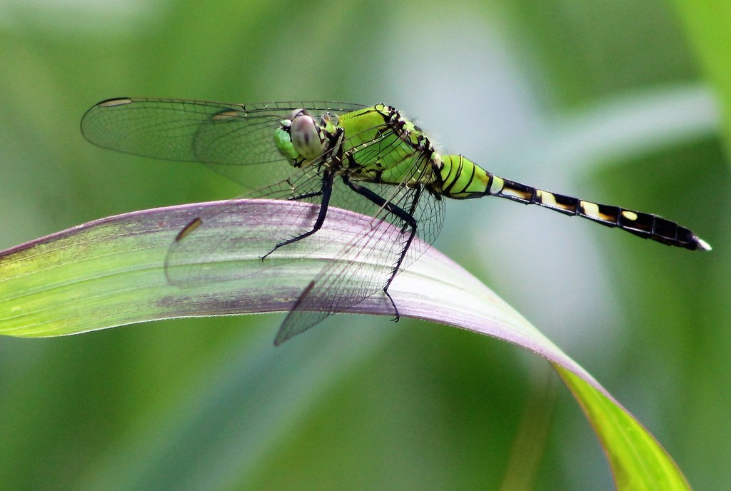 Eastern Pondhawk by cjwhite