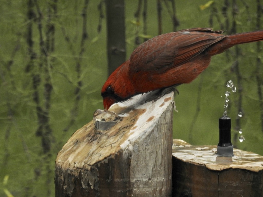 cardinal at the fountain by amyk
