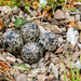spot the eggs by tracymeurs
