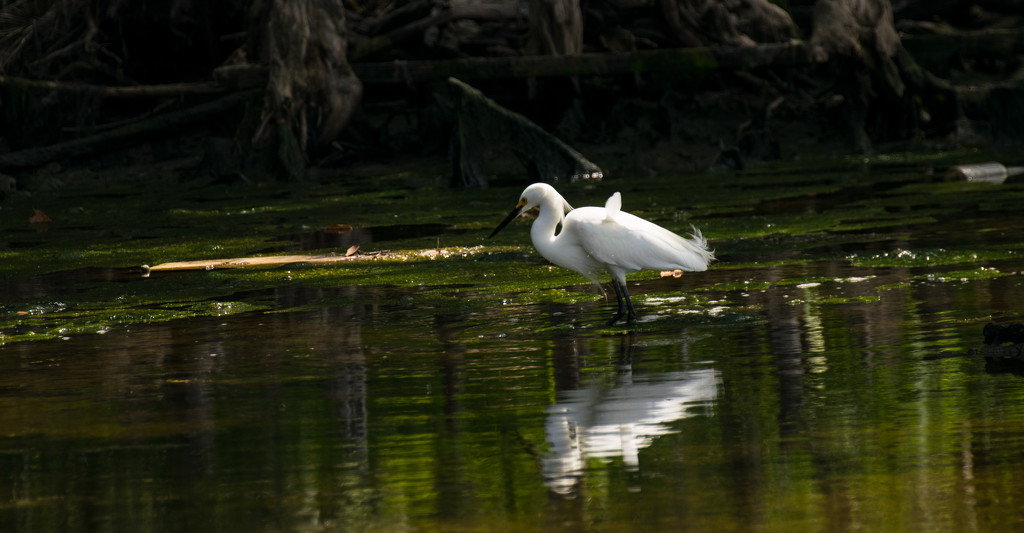 Snowy Egret After Lunch! by rickster549