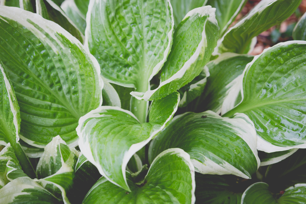 Hostas in the rain by tracymeurs