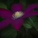Clematis by lstasel