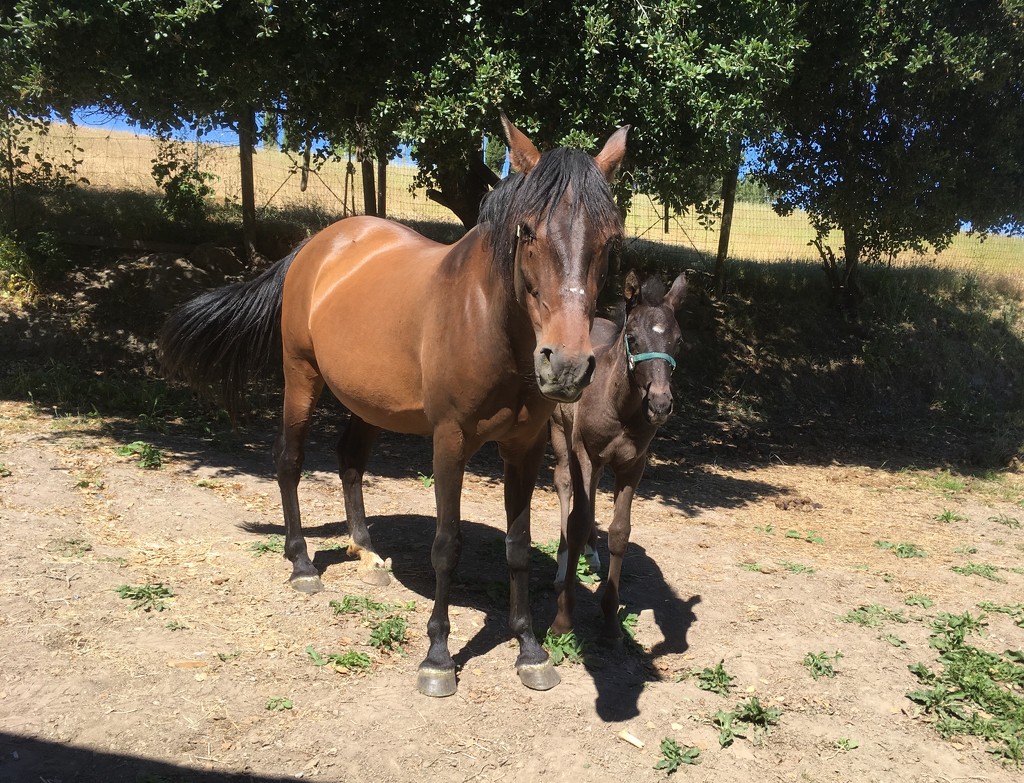 Mare and filly by handmade