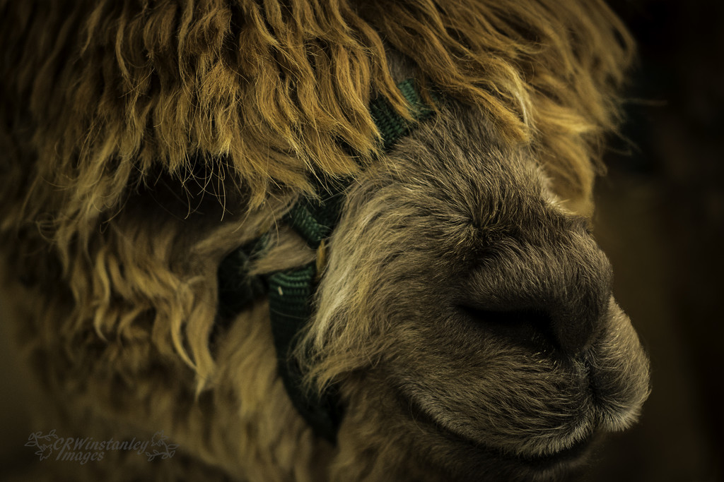 Day 140 Alpaca by kipper1951