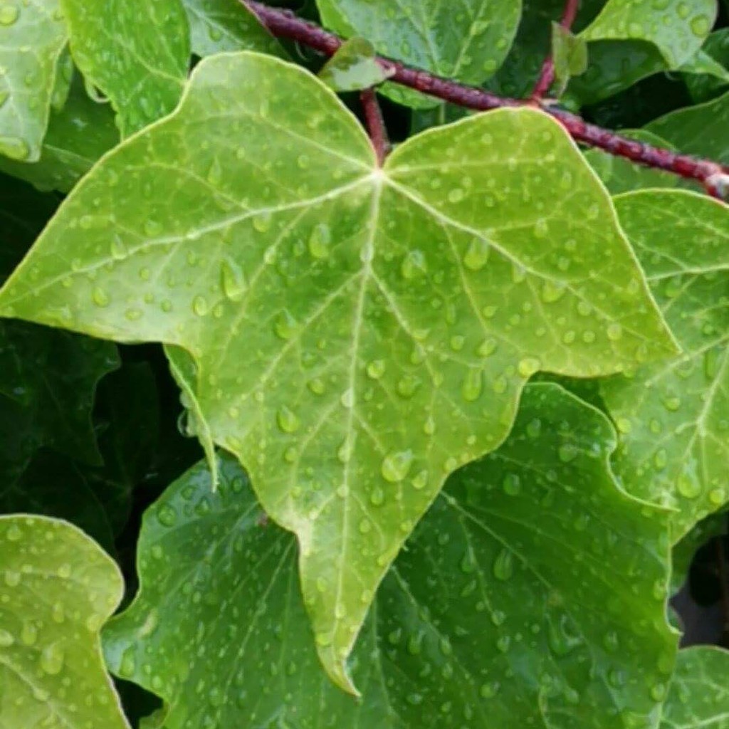 Ivy in the rain by plainjaneandnononsense