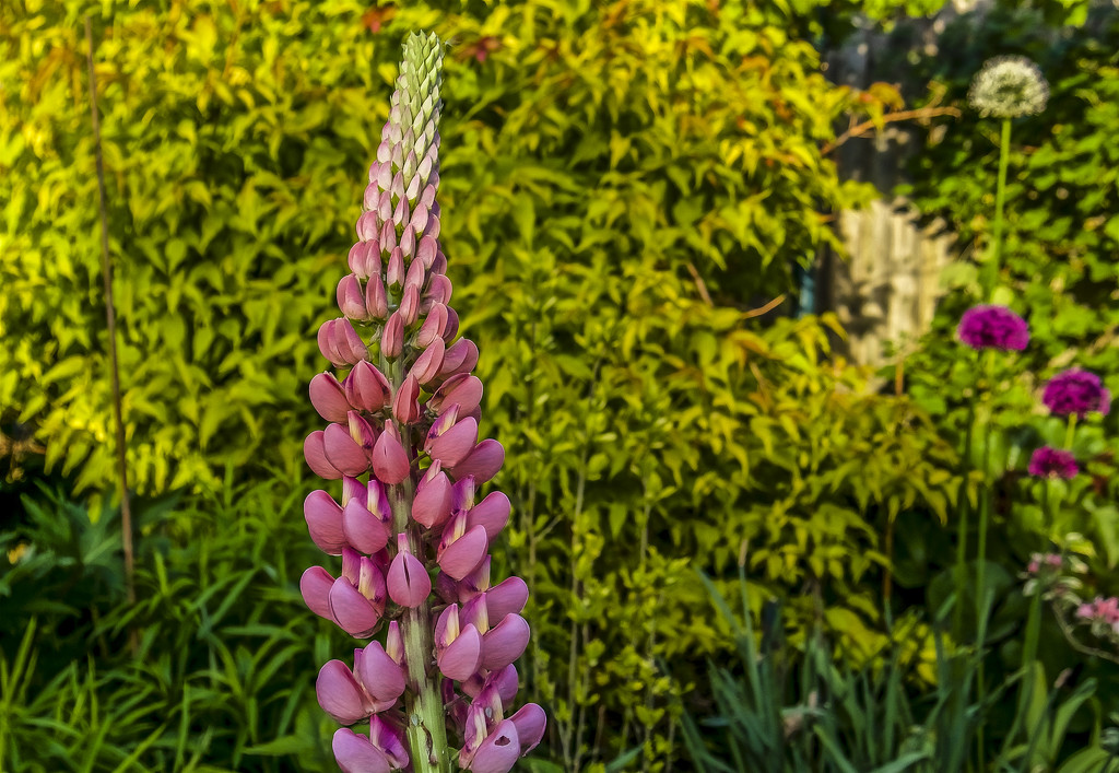 First Lupin. by tonygig
