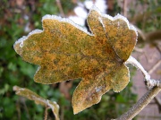29th Dec 2010 - A touch of frost II