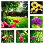 22nd May 2017 - Garden Montage