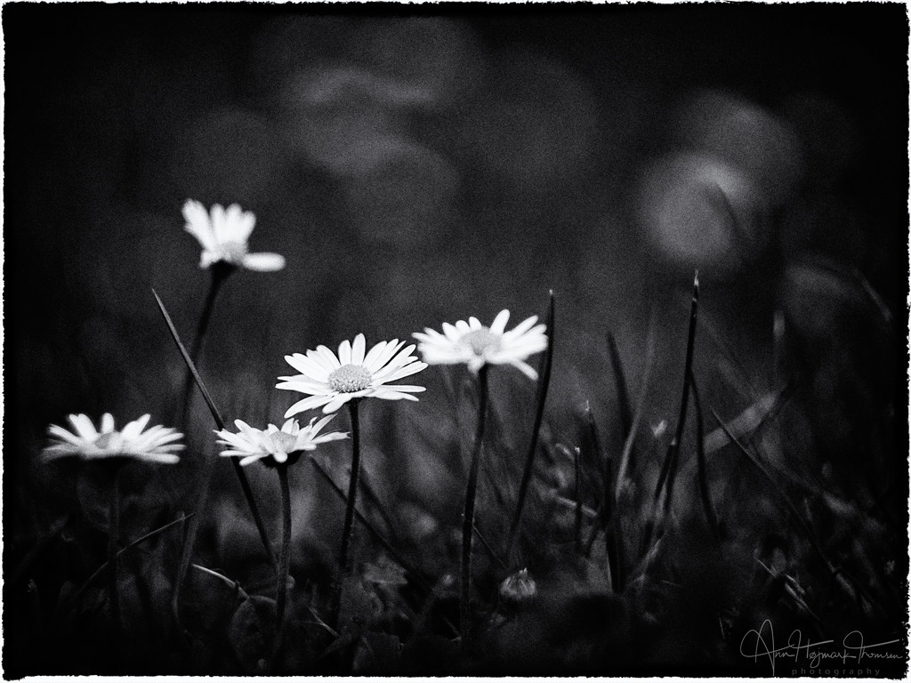 Black and White Sunday Daisies by atchoo