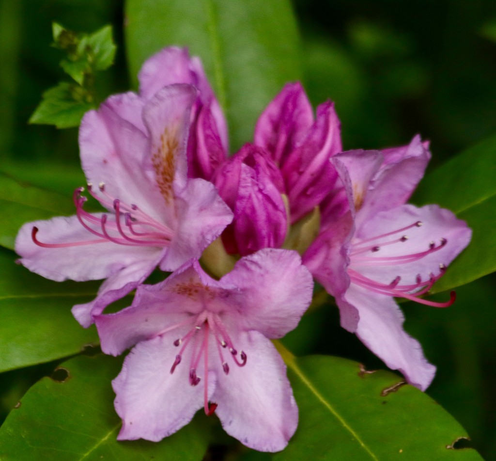 Rhododendron by orchid99