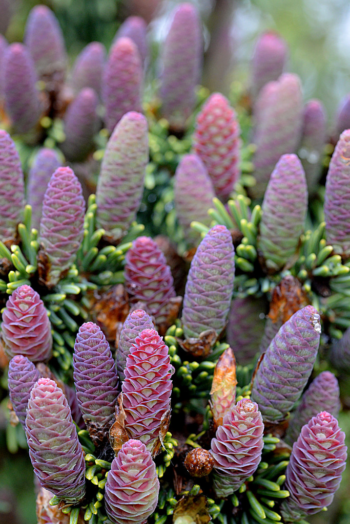 Purple Pinecones! by fayefaye
