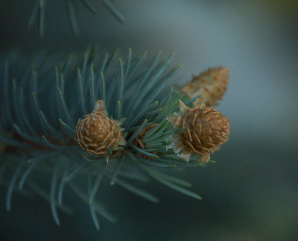 SOOC (almost)  fir cones by 365karly1