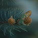 SOOC (almost)  fir cones by 365karly1