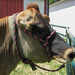 Gentle cow on the farm by mittens