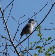 6th Apr 2017 - Black cap singing