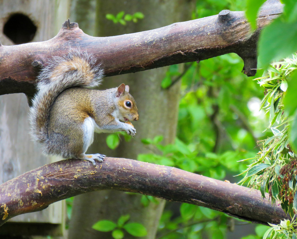 Perpetual Squirrel Nosher by seattlite