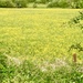 A sea of buttercups by pamknowler