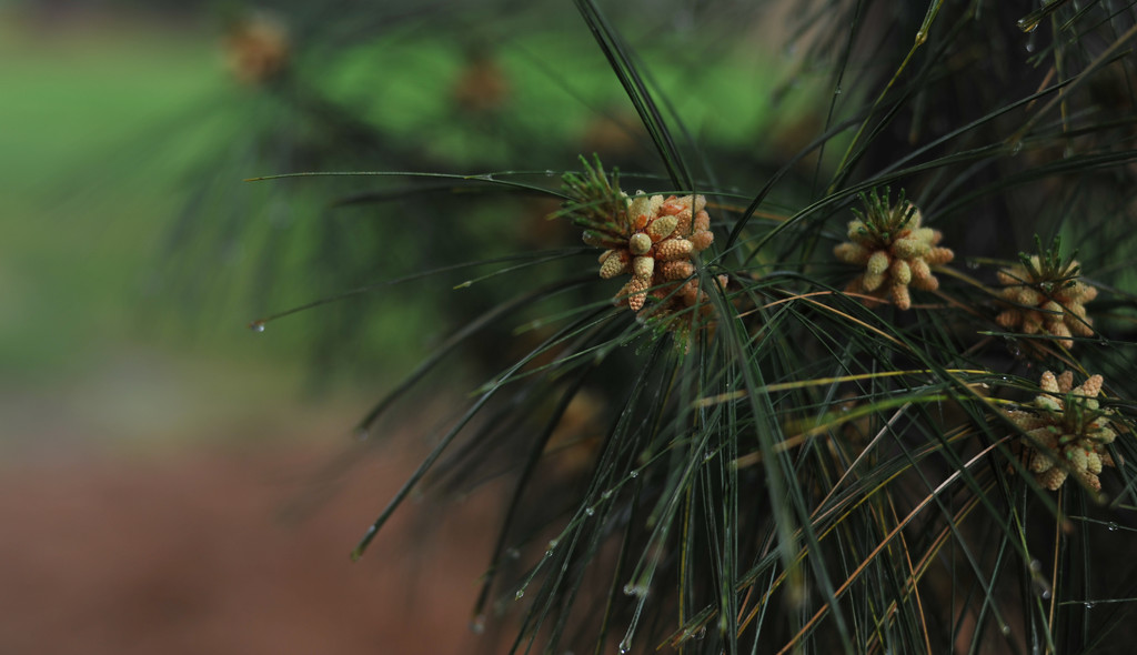 New pine cones by loweygrace