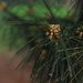 New pine cones by loweygrace