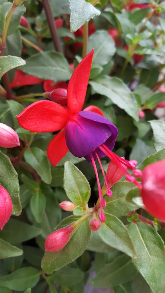 The Colors of Fuchsia Flowers  by jo38