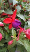 22nd May 2017 - The Colors of Fuchsia Flowers 