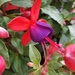 The Colors of Fuchsia Flowers  by jo38