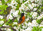21st May 2017 - Another Oriole
