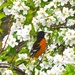 Another Oriole by rob257