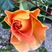 First rose by 365projectdrewpdavies