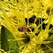 Plenty of Pollen ~ by happysnaps