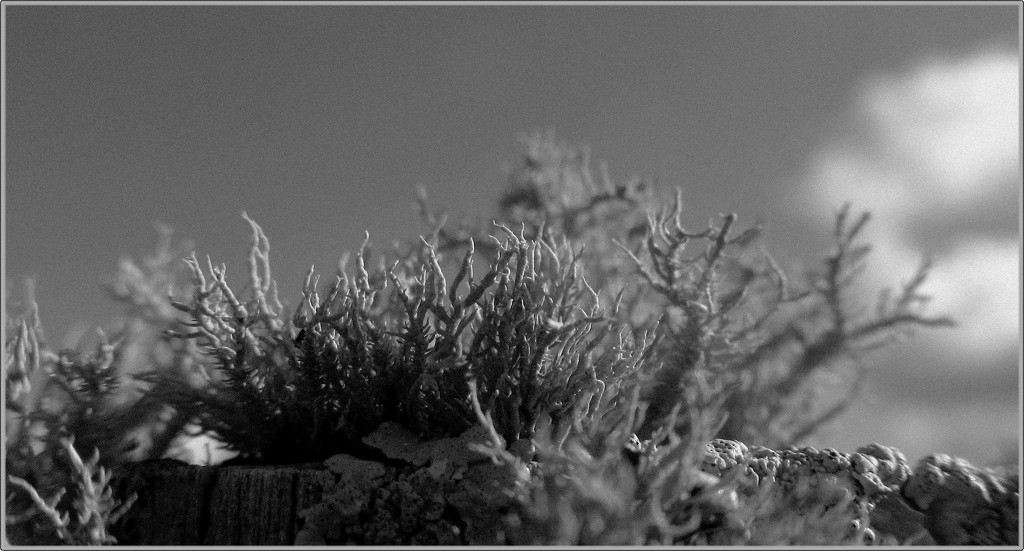 Lichen on a fence post. by robz