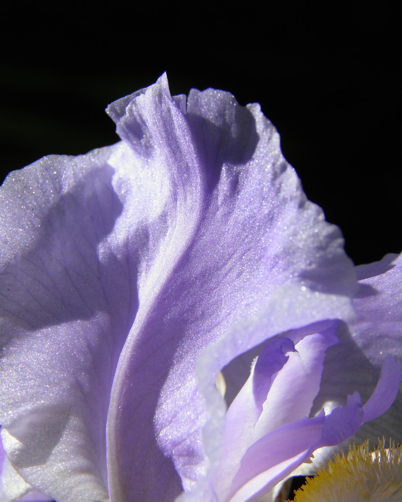 Iris Abstract by daisymiller