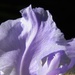 Iris Abstract by daisymiller
