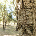 Half and Half Cork Trees  by nicolecampbell