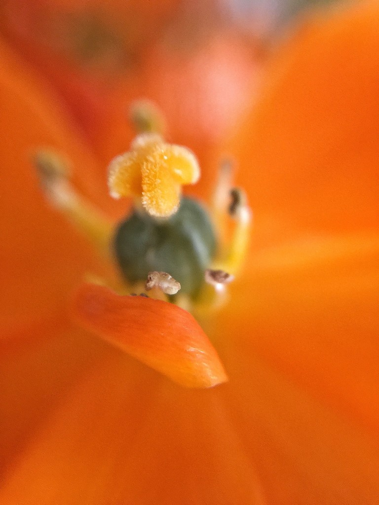 Orange flower by cocobella