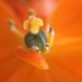 Orange flower by cocobella