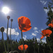 Blue Sky and Poppies by houser934