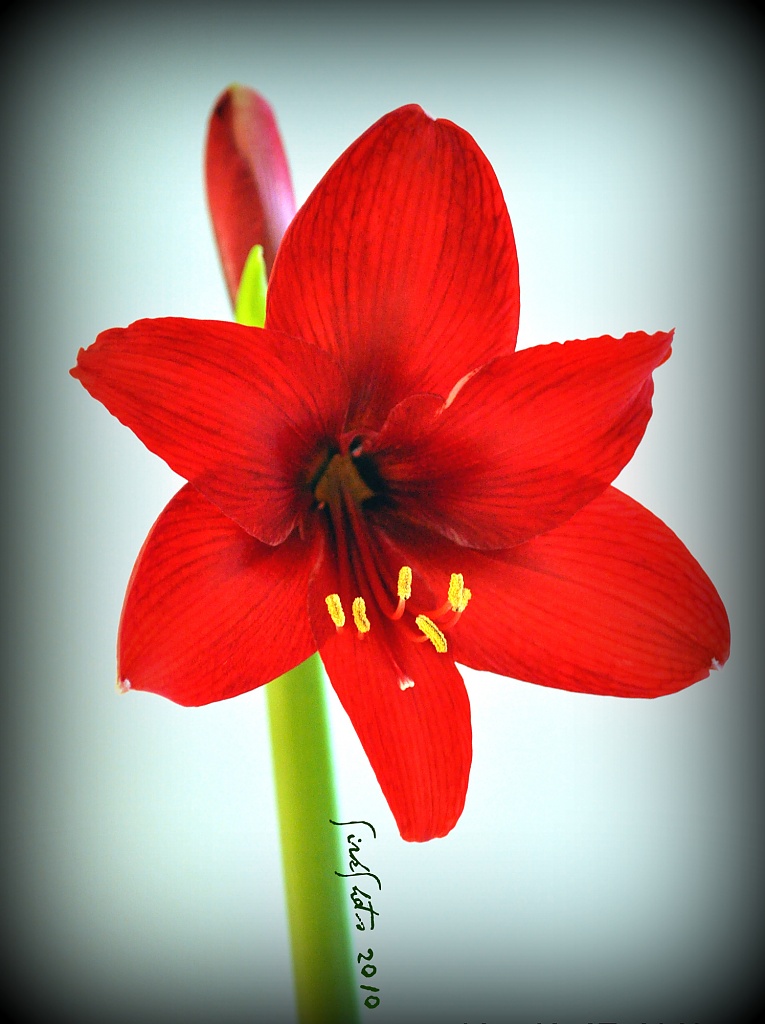 Amaryllis Bloom by peggysirk