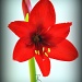 Amaryllis Bloom by peggysirk