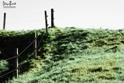 22nd May 2017 - The fence line