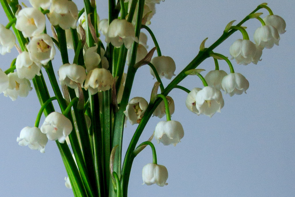 Lily of the Valley Close Up III by clay88