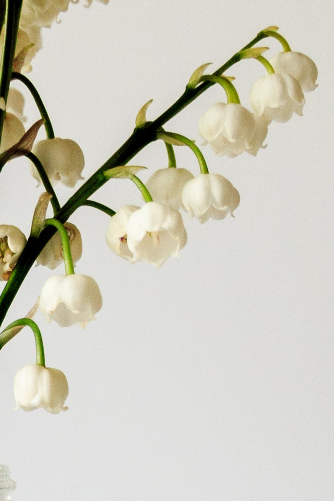 Another Lily of the Valley Close Up by clay88