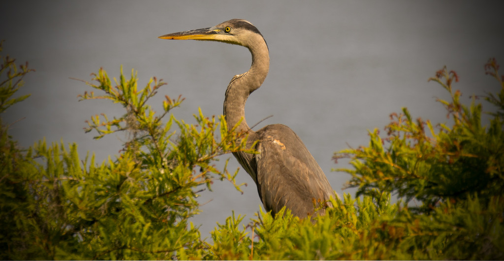 Blue Heron Resting in the Trees! by rickster549