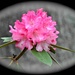 My rhodies are blooming.......... by sailingmusic