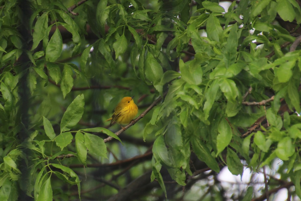 Yellow Warbler Through The Blinds by bjchipman