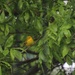 Yellow Warbler Through The Blinds by bjchipman