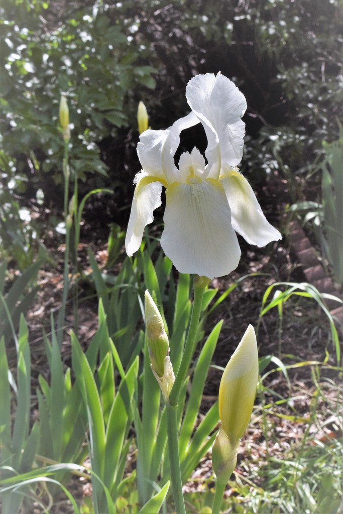 White Iris by sandlily