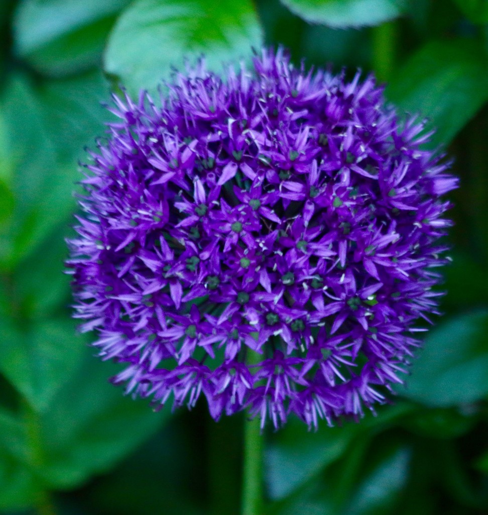 Allium by orchid99