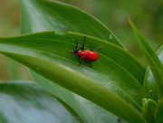 23rd May 2017 - Red beetle